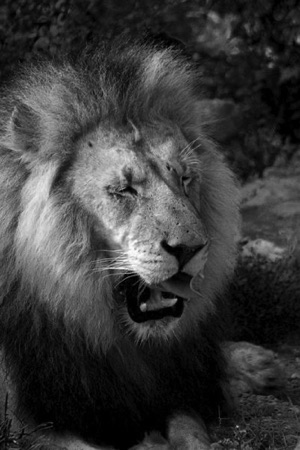 B&W Lion.jpg